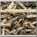 Oxybelus sp - Fliegenspiesswespe w04a 5mm - Sandgrube Niedringhaussee.jpg